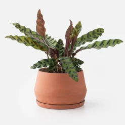 Schoolhouse Ceramic Stoneware Planter + Dish Set Clearance